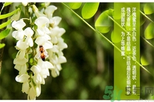 洋槐蜜是什么？洋槐蜜的作用與功效有哪些？
