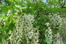 洋槐蜜的鑒別方法是什么？洋槐蜜多少錢一斤？