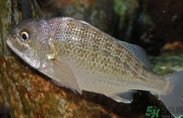 魚眼睛可以吃嗎？吃魚眼睛有什么好處？