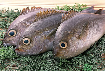 魚眼睛可以吃嗎？吃魚眼睛有什么好處？