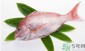 吃魚眼睛對眼睛有好處嗎？吃什么魚對眼睛好？