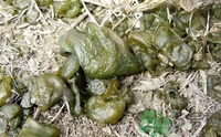 地皮菜是發(fā)物嗎？地皮菜的功效與禁忌