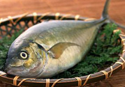 吃魚眼睛對(duì)眼睛有好處嗎？吃什么魚對(duì)眼睛好？