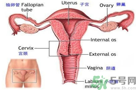 外陰瘙癢如何治療？外陰瘙癢可以用什么藥？？