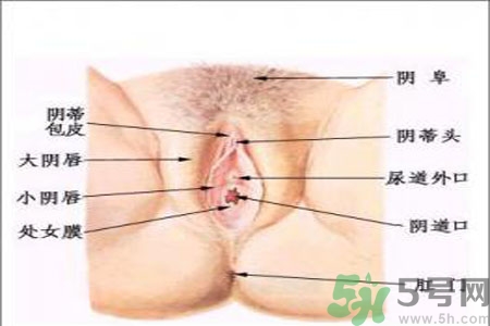 外陰瘙癢如何治療？外陰瘙癢可以用什么藥？？
