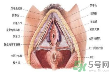 外陰瘙癢如何治療？外陰瘙癢可以用什么藥？？