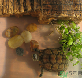 家里養(yǎng)烏龜好不好？家里養(yǎng)烏龜有什么講究？