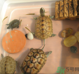 家里養(yǎng)烏龜好不好？家里養(yǎng)烏龜有什么講究？