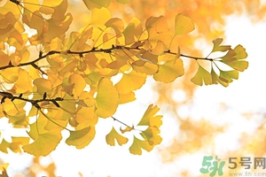 秋燥吃什么好？秋燥怎么辦？