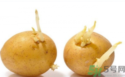 土豆發(fā)芽了還能吃嗎？發(fā)芽的土豆吃了會(huì)怎么樣？