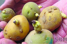 土豆發(fā)芽了還能吃嗎？發(fā)芽的土豆吃了會(huì)怎么樣？