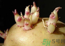 土豆發(fā)芽了還能吃嗎？發(fā)芽的土豆吃了會(huì)怎么樣？