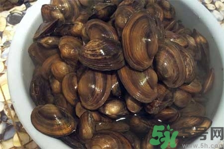如何挑選河蚌？河蚌的營養(yǎng)價值？