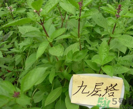 九層塔是什么菜？九層塔的功效與作用