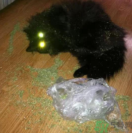 貓薄荷怎么用？貓薄荷和薄荷的區(qū)別