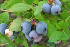 藍(lán)莓怎么洗？藍(lán)莓可以怎么吃？