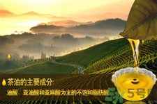茶油是什么？茶油怎么吃？