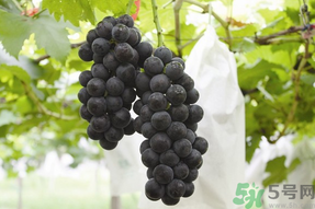 夏黑葡萄孕婦能吃嗎？孕婦吃夏黑葡萄的好處及禁忌
