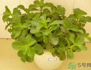 救心菜怎么吃？救心菜的吃法