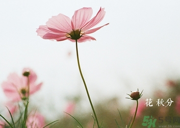 秋分吃什么？秋分吃什么水果？