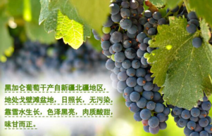 黑加侖皮能吃嗎？黑加侖皮的功效