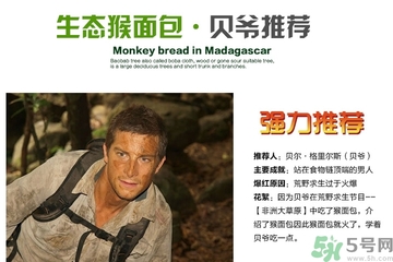 面包果怎么吃？面包果的功效