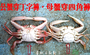 九月份吃公蟹還是母蟹？公蟹和母蟹哪個更好吃？