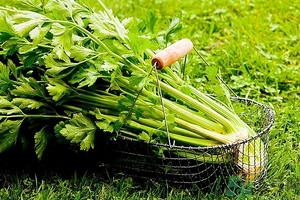 芹菜汁能去斑嗎？芹菜汁可以做面膜嗎？