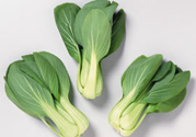 九月份吃什么蔬菜？適合九月份吃的蔬菜推薦