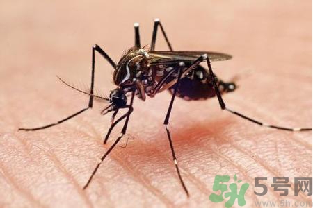 寨卡病毒是如何傳播的？寨卡病毒傳播途徑是什么？