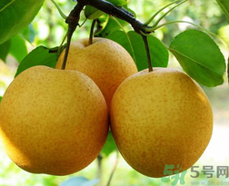 吃梨會(huì)發(fā)胖嗎？吃梨子有什么好處？