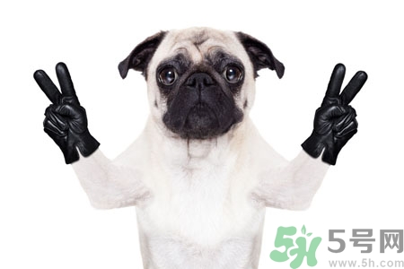 狗狗吃什么最好？狗狗不能吃的食物有哪些？