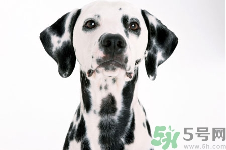 狗狗怎么訓(xùn)練？狗狗怎么喂養(yǎng)？
