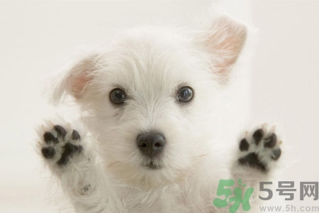 狗狗咳嗽怎么回事？狗狗咳嗽怎么辦？