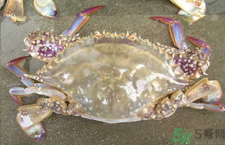 河蟹死了還能吃嗎？河蟹死了多久還能吃？