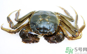 河蟹死了還能吃嗎？河蟹死了多久還能吃？