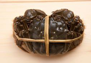 大閘蟹多少錢(qián)一斤？大閘蟹多少錢(qián)一只？