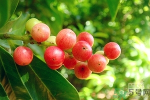 五月茶的功效 五月茶怎么吃？