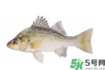 秋季適合吃什么魚？秋季吃魚的好處？