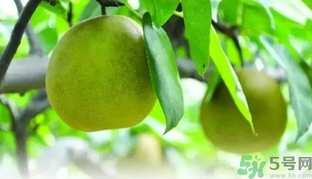 吃梨子喝水會(huì)拉肚子嗎？吃完梨子能喝水嗎？