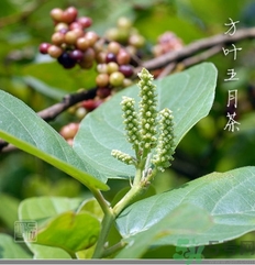 五月茶的功效 五月茶怎么吃？