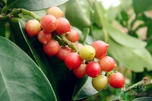 五月茶的功效 五月茶怎么吃？
