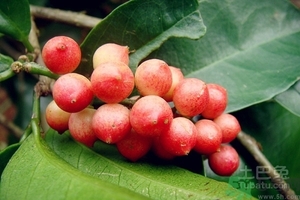 五月茶的功效 五月茶怎么吃？