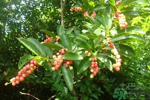 五月茶的功效 五月茶怎么吃？
