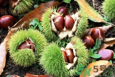 吃栗子會(huì)上火嗎？吃栗子會(huì)便秘嗎？