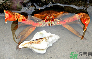 河蟹死了一天能吃嗎？河蟹死了多久不能吃？