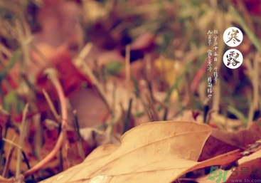 寒露是什么意思？寒露是幾月幾日