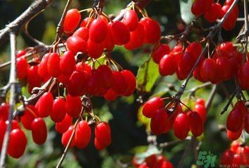 茱萸是什么？重陽節(jié)為什么要插茱萸？