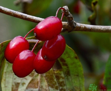 茱萸是什么？重陽節(jié)為什么要插茱萸？
