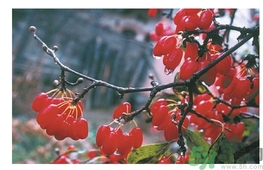 茱萸是什么？重陽節(jié)為什么要插茱萸？